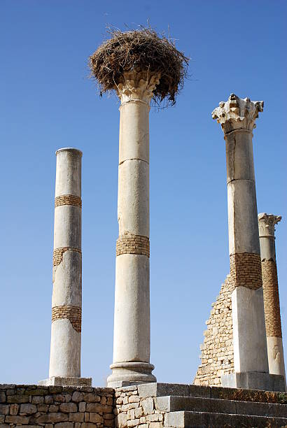 volubilis roman altstadt - mosaic roman volubilis hercules stock-fotos und bilder