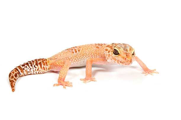 istock Gecko in front of a white background 152495505