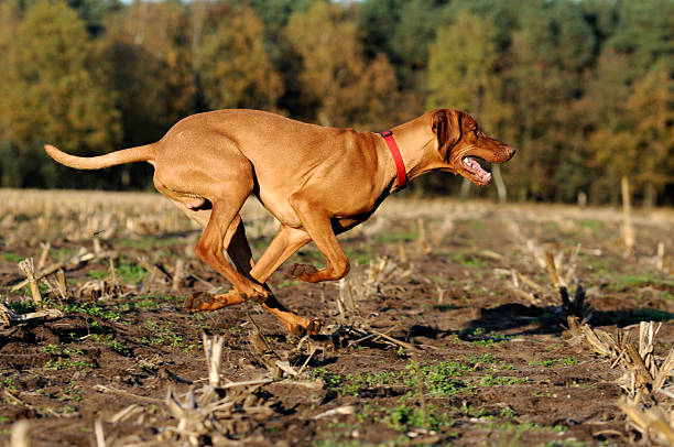 Run Outdoor shot of a running hound. bloodhound stock pictures, royalty-free photos & images