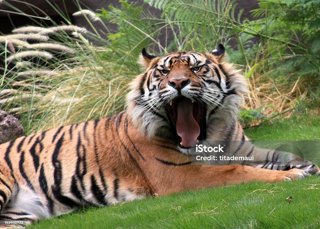 Mouth of the Tiger Sumatran Tiger yawning Animal Teeth Stock Photo