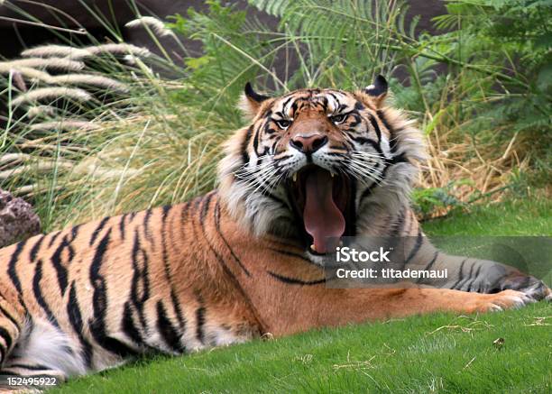 Mouth Of The Tiger Stock Photo - Download Image Now - Animal Teeth, Animals In The Wild, Big Cat