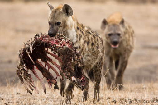 Hyena's with animal carcass. Photo taken in Kruger National Park