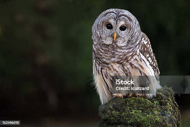 Barred Owl Stock Photo - Download Image Now - Barred Owl, Owl, Close-up