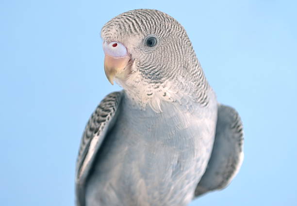 Little Budgie stock photo