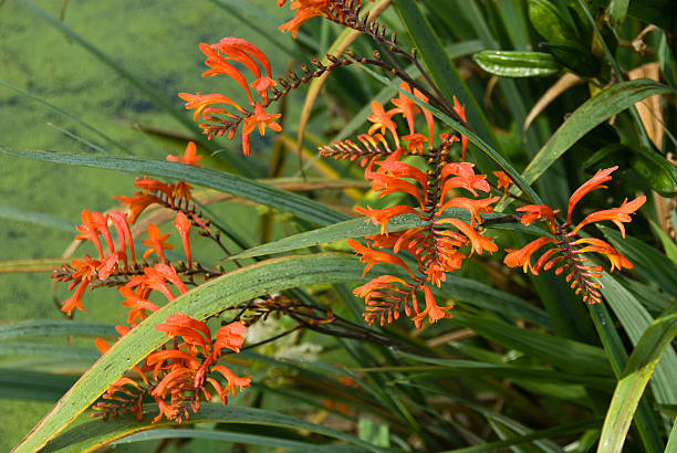 montbretia (애기범부채 masoniorum - 애기범부채 뉴스 사진 이미지