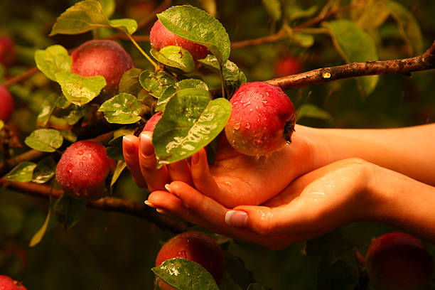 branch with apples stock photo