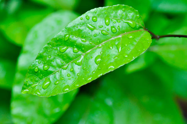 istock passion fruit plant, Passiflora edulis or Passionfruit or Maracuja and rain drop 1524966447