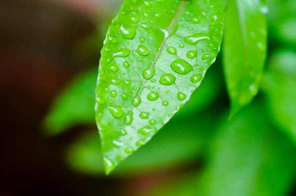 istock passion fruit plant, Passiflora edulis or Passionfruit or Maracuja and rain drop 1524966467