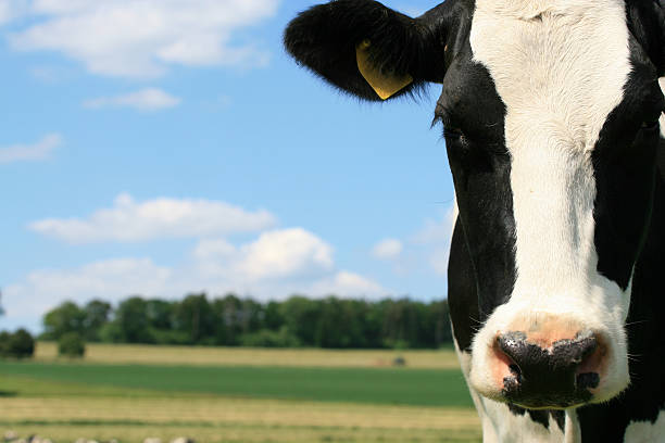 Black Pie cow in the countryside stock photo