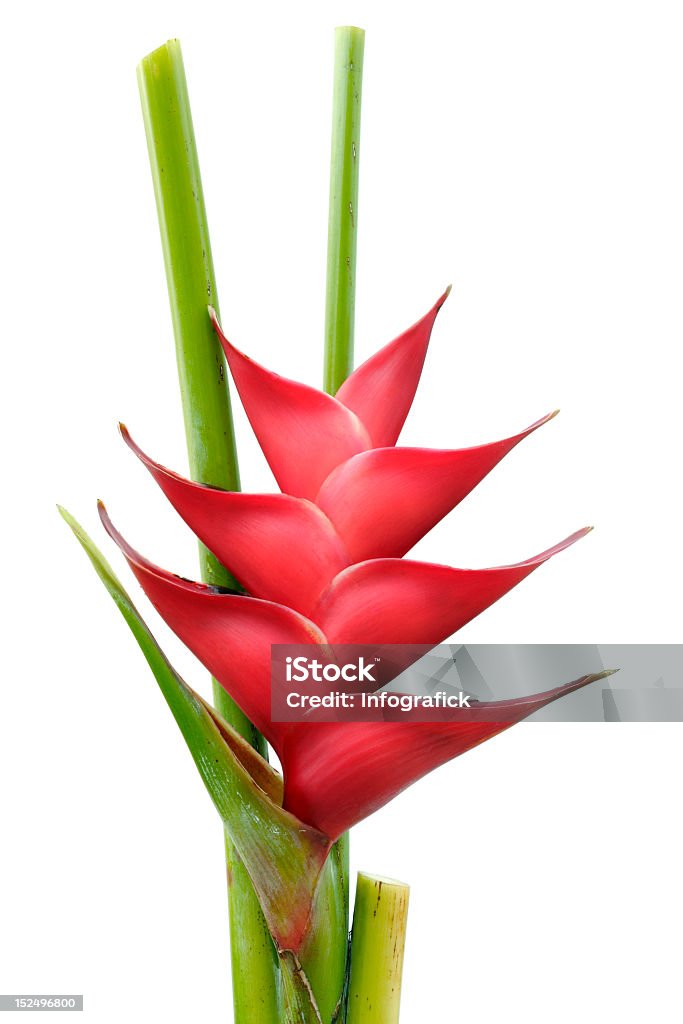 Flor Tropical heliconia - Foto de stock de Heliconia libre de derechos