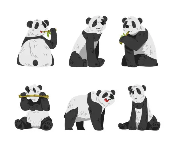 Vector illustration of Cute Big Panda with Black and White Coat in Different Pose Vector Set