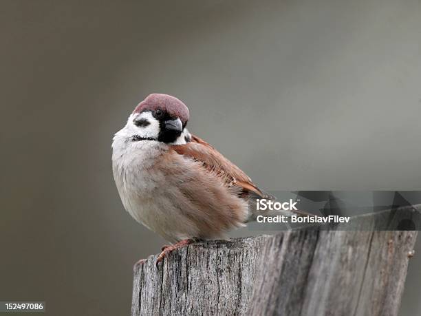 Sparrow Stock Photo - Download Image Now - Animal, Animals In The Wild, Bird