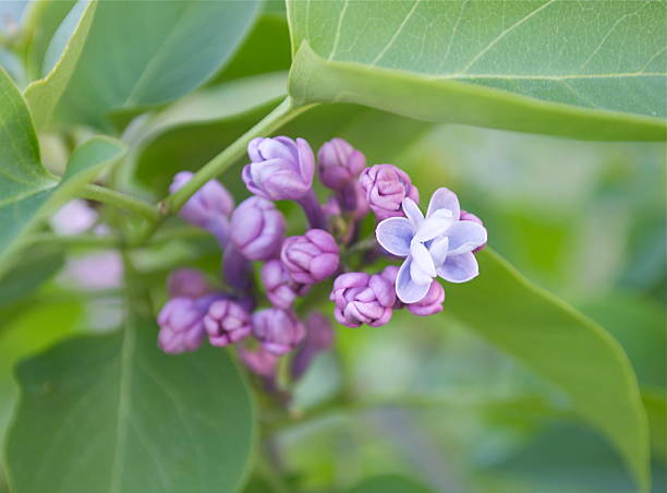 Lilac stock photo