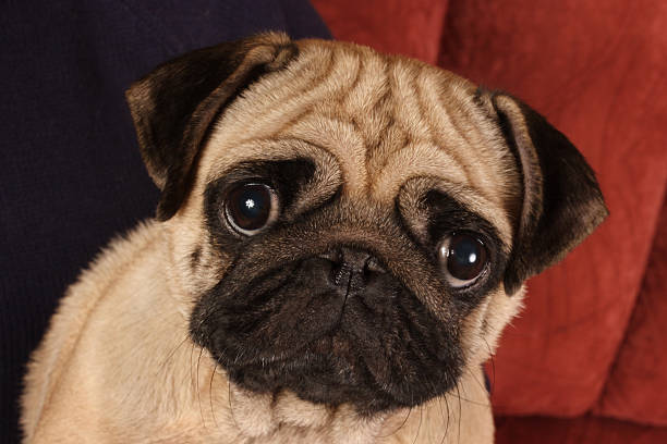istock Pug sitting in front of  red background. 152497343