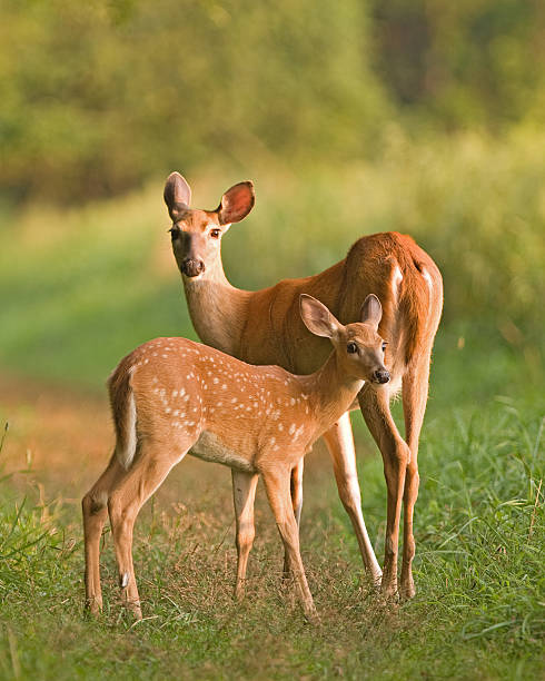 istock Doe and Fawn on Trail 152497410