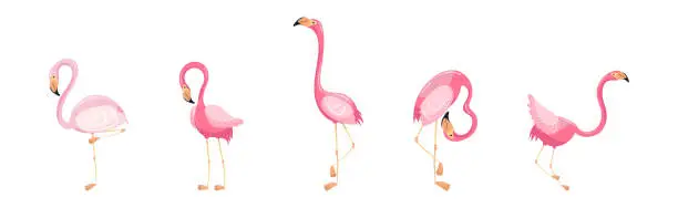 Vector illustration of Pink Flamingo as Exotic Tropical Bird in Pose Vector Set