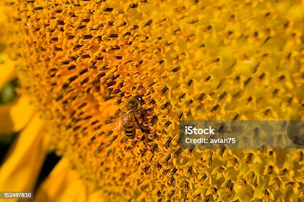 Bee On Sunflower Stock Photo - Download Image Now - Bee, Color Image, Daisy
