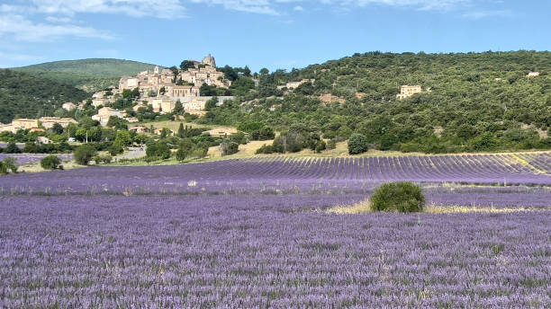 istock Simiane la Rotonde's lavender 1524980737