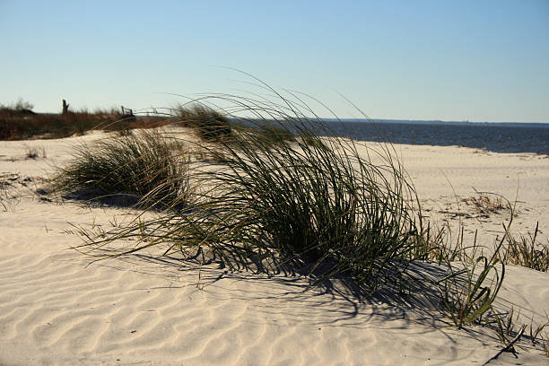 gras der dünen - sand dune cumberland island beach sand stock-fotos und bilder