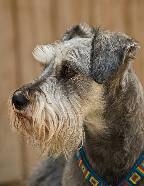 istock Gray dog profile standing position close up 152498337
