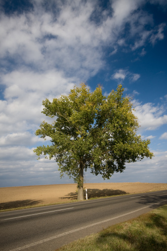 highway with tree