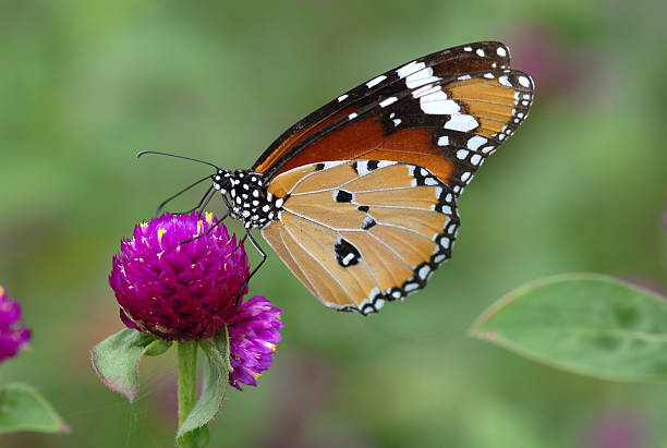 Butterfly stock photo