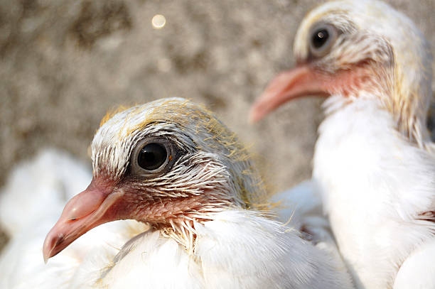 Baby Pigeon stock photo