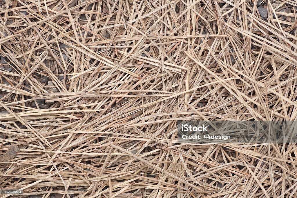 Pine Straw on Ground Dried pine straw on the ground Backgrounds Stock Photo