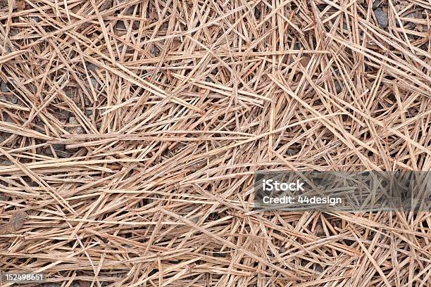 Pine Straw On Ground Stock Photo - Download Image Now - Backgrounds, Close-up, Dried Plant