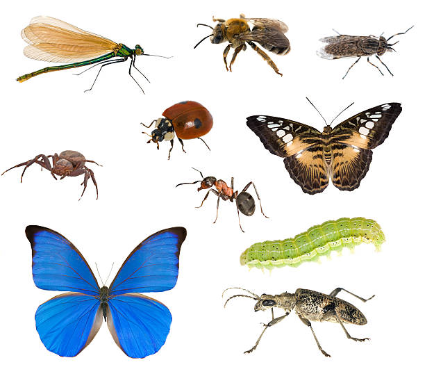 Different Insects Macro Stock Photo - Download Image Now - Insect, Ant,  Collection - iStock