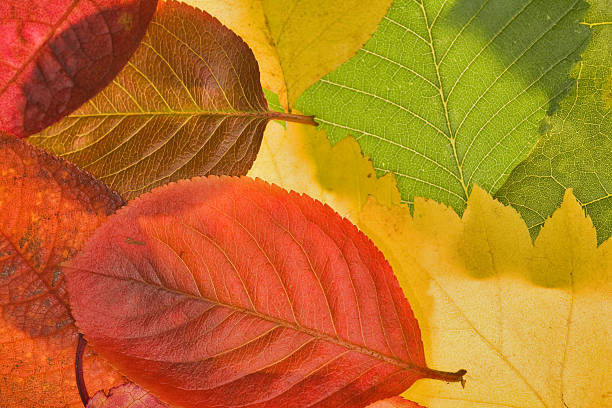 istock red, yellow and green leaves 152498814