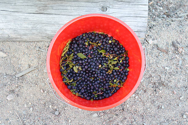 Blueberries in a Bucket stock photo