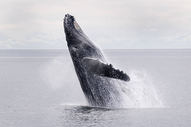 violando ballena estrecho de frederick alaska - saltos fuera del agua fotografías e imágenes de stock