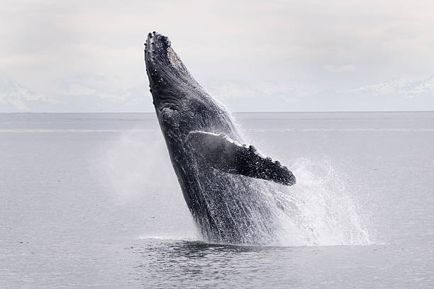 Breaching whale Frederick Sound Alaska stock photo