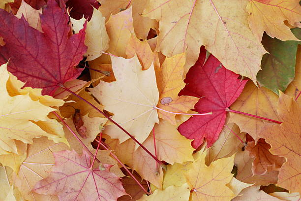 Cтоковое фото Осенняя листва крупным планом