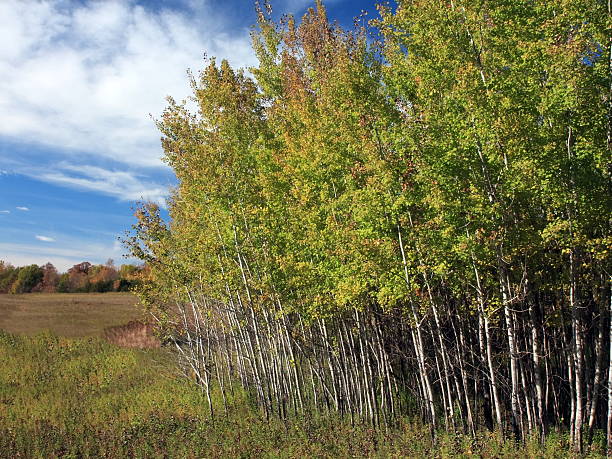istock Trees at fall season in Minnesota 152499738