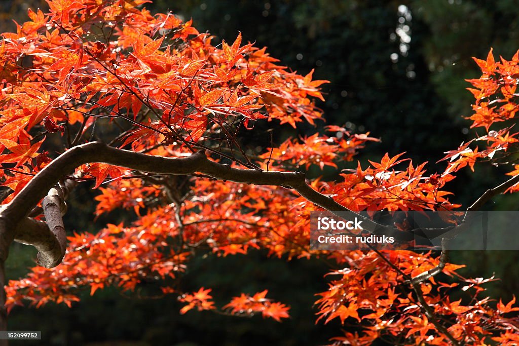 Rojo de arce japonés en otoño - Foto de stock de Arce libre de derechos