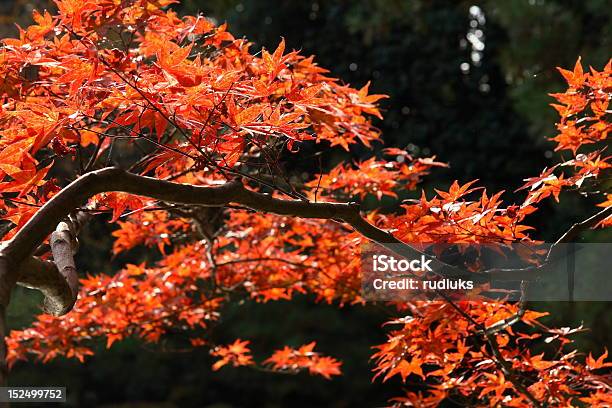 Rojo De Arce Japonés En Otoño Foto de stock y más banco de imágenes de Arce - Arce, Arce Japonés, Arce Rojo