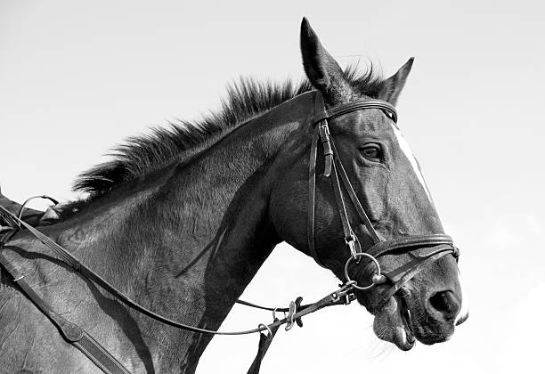 istock Horse monochrome 152499938