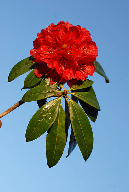 Rhododendron stock photo