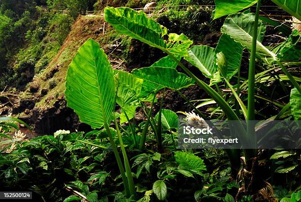 Amplio Verde Leafs Foto de stock y más banco de imágenes de Aislado - Aislado, Australia, Aventura