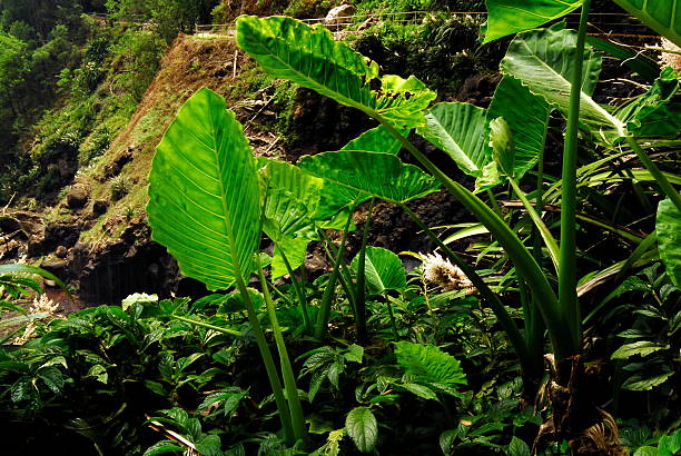 Duży zielony Leafs – zdjęcie