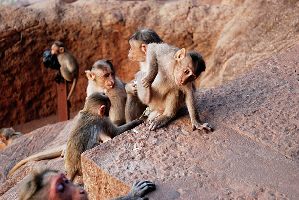monkeys stock photo