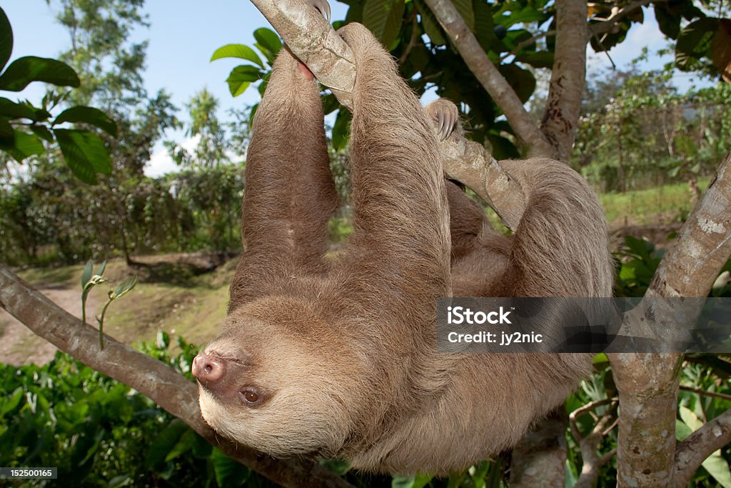 Sloth in Motion Two-toed sloth in slow motion Animal Stock Photo