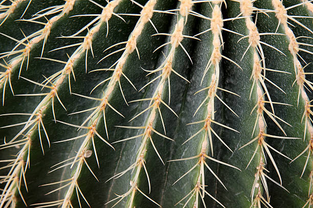 Cactus stock photo