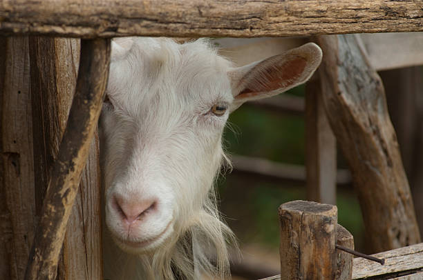 istock goat and old wooden fence 152500378