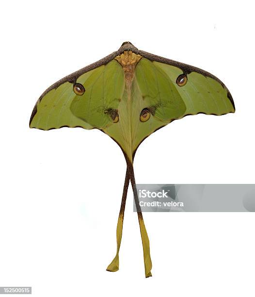 The Луна Моль — стоковые фотографии и другие картинки Luna Moth - Luna Moth, Белый, Биология