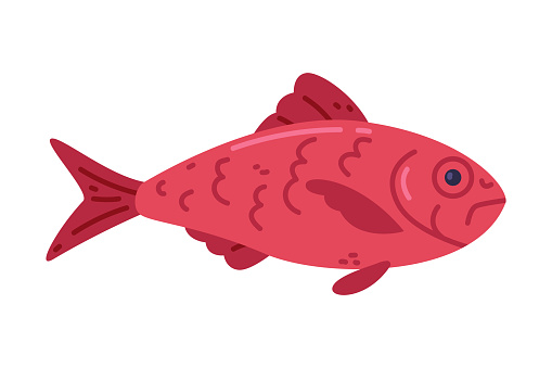 Alfonsino Fish or Red Bream as Seafood and Fresh Sea Product Vector Illustration. Marine Food and Delicious Meal