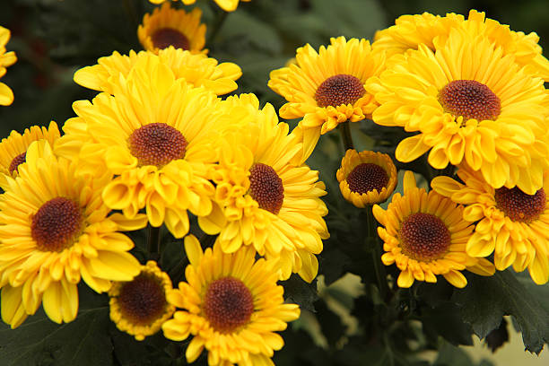 Yellow Chrysanthemums stock photo