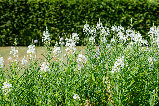 Close up of white fireweed (chamaenerion angusifolium) flowers in bloom